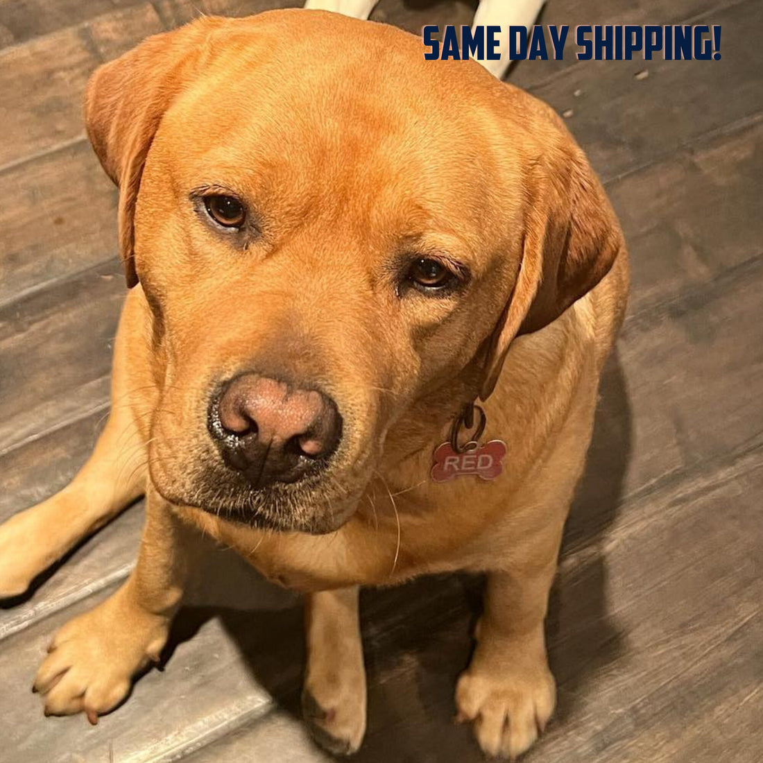 Engraved Dog Tag – Silent Bone ID Tag for Pets, Custom Cat Tag