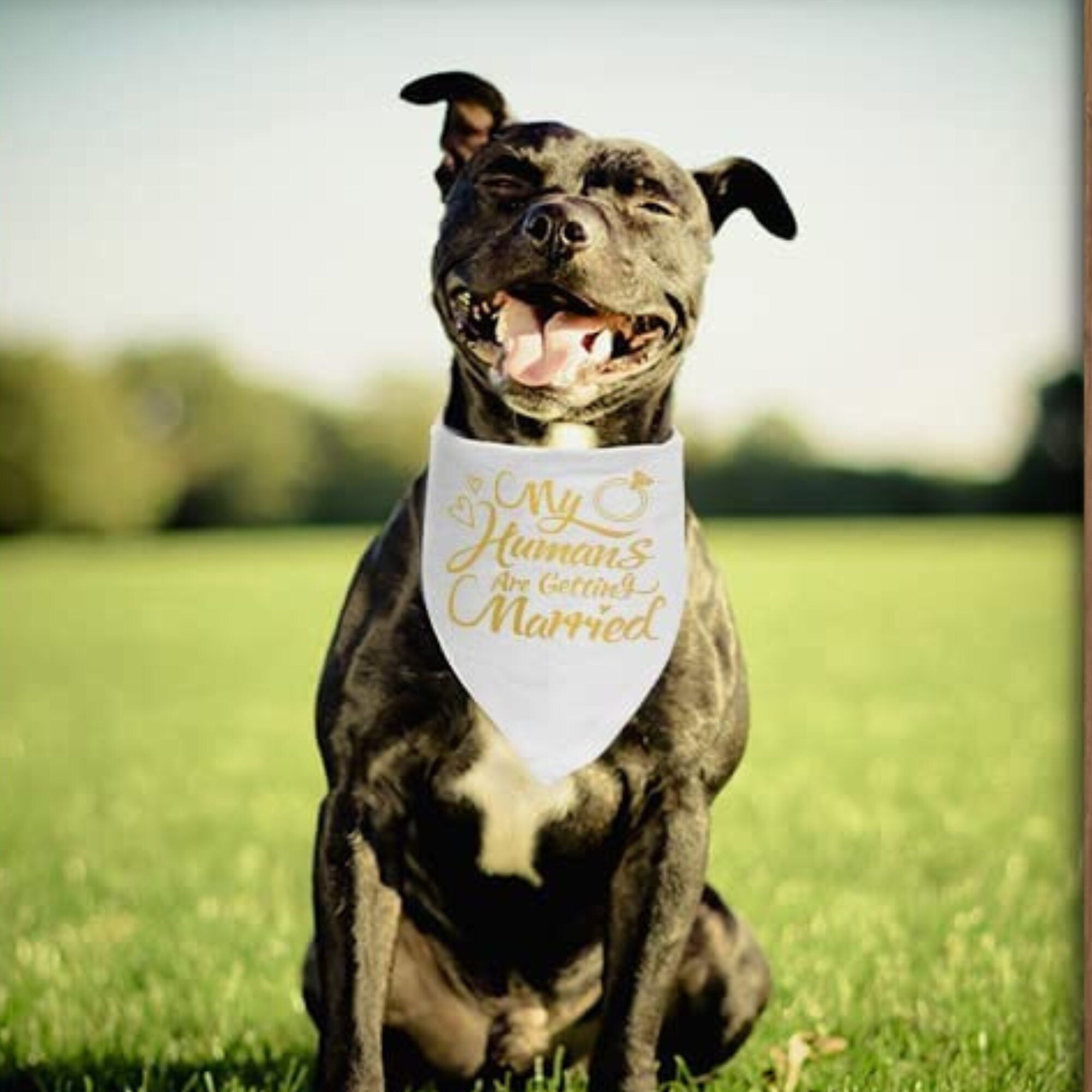Custom Dog Bandana Wedding Engagement Sign – She Said Yes