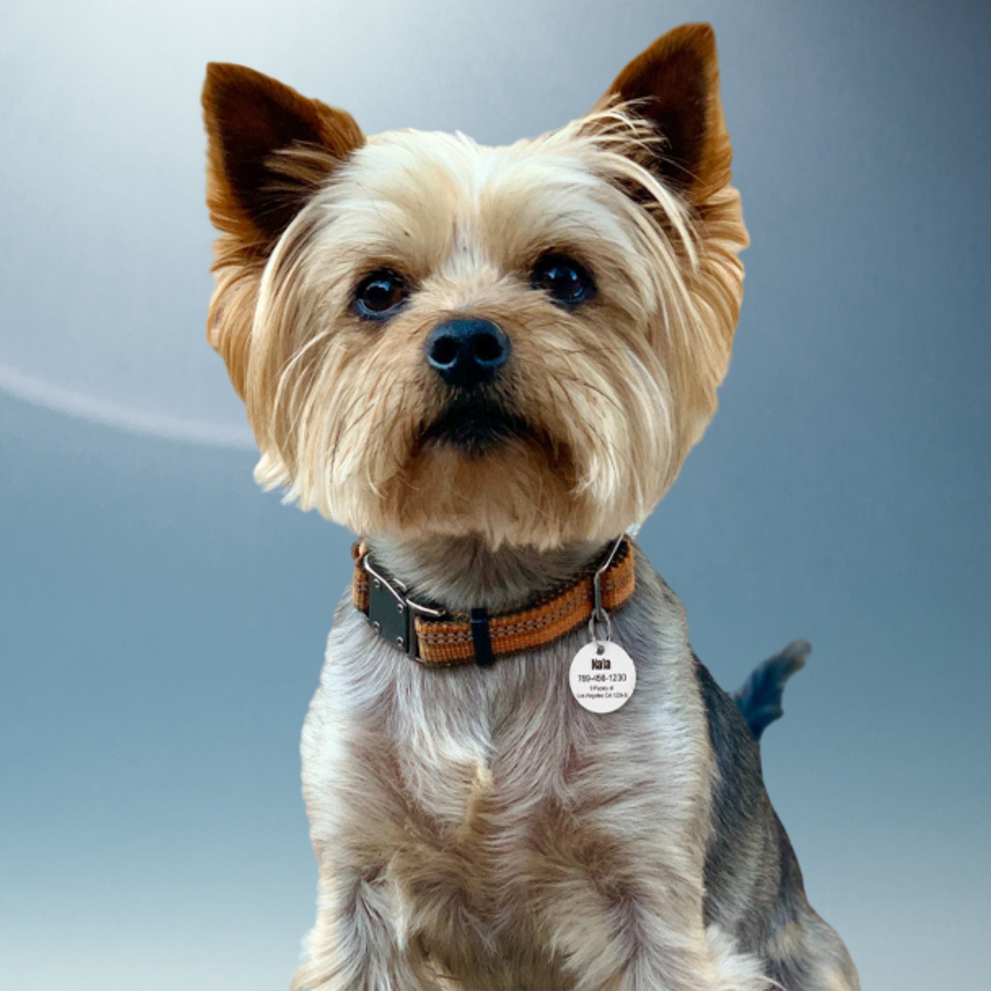 Pet ID Personalized Dog and Cat Tags for dog collar Stainless Steel Custom Engraved Front and Backside Engraving Round