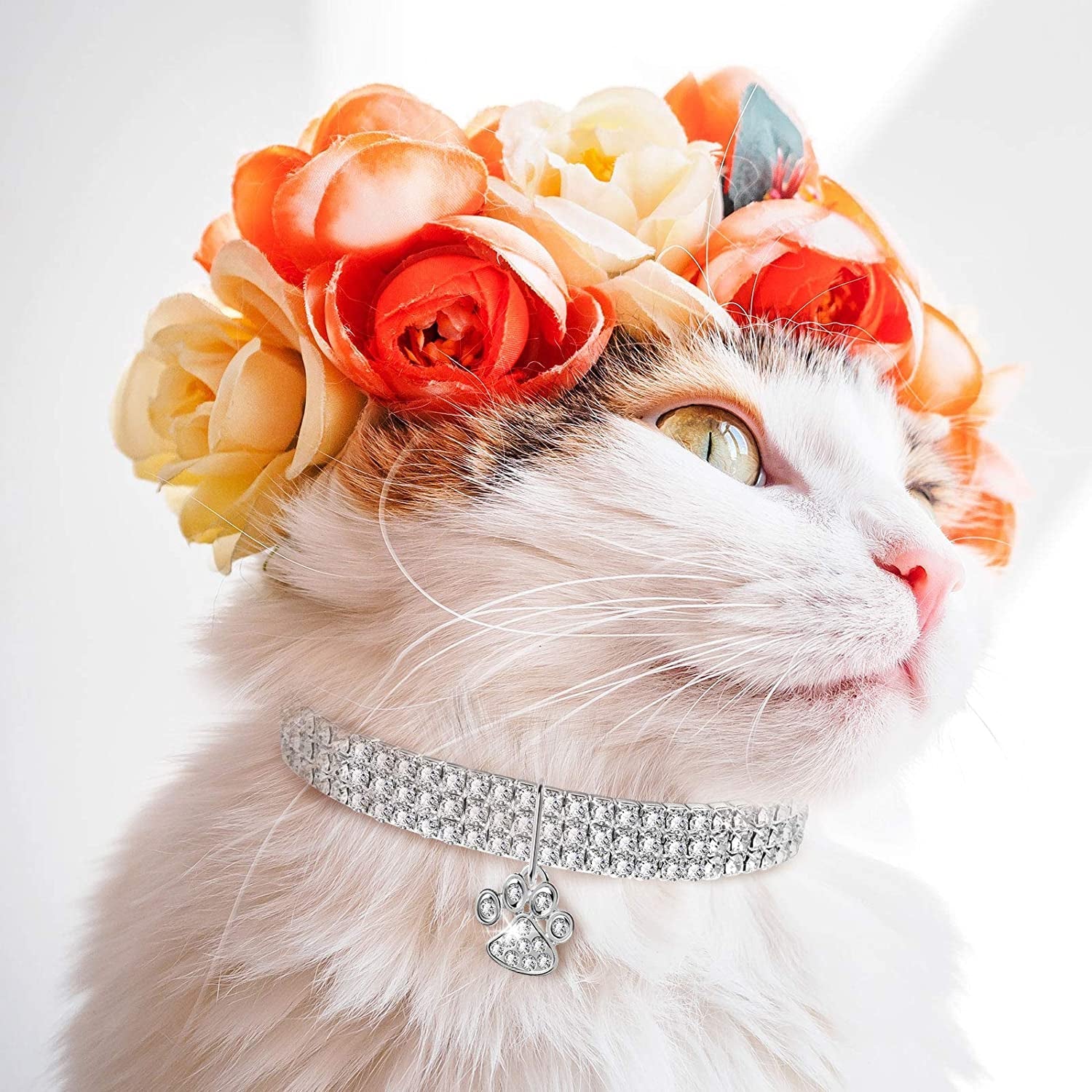 Cat Collar &amp; Harnesses