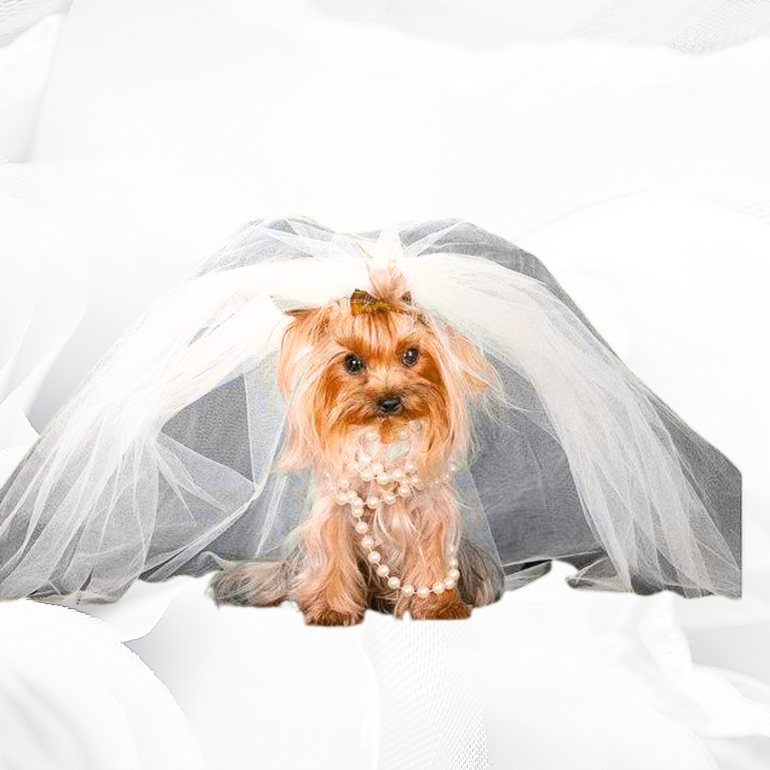 Pet Wedding &amp; Engagement