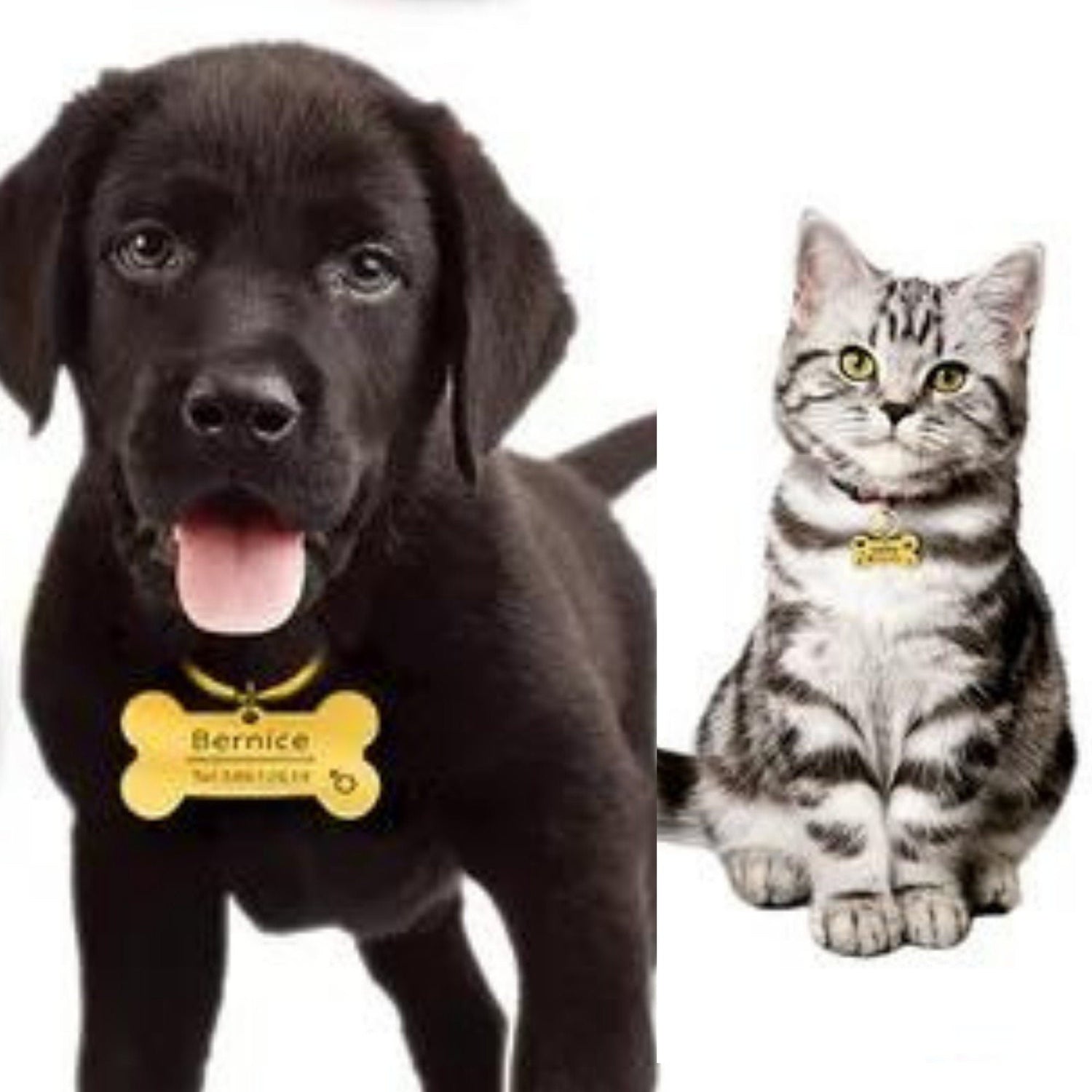 Pet